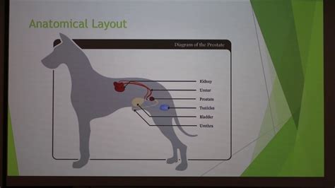 Benign Prostatic Hyperplasia Bph In Dogs Youtube