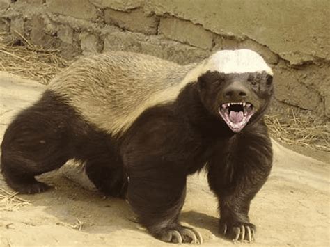 Discovering Your Inner Honey Badger Robinson Sewell