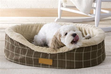 Smart Tips On How To Train Your Dog To Sleep In His Bed