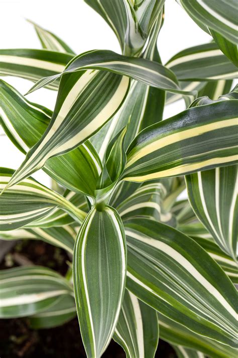 Brown tips on the leaves usually mean that the levels of air moisture should be increased as your plant is drying out. Dracaena Sanderiana | Stylish Online Houseplants | UK-wide ...