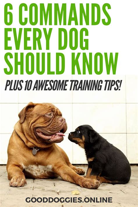 Our team of covers a variety of topics that we think will be of value to everyone. 6 Basic Commands to Teach Your Dog That Will Make You Both ...