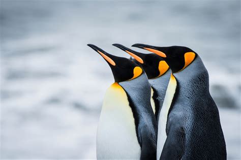 Download King Penguin Bird Animal Penguin Hd Wallpaper