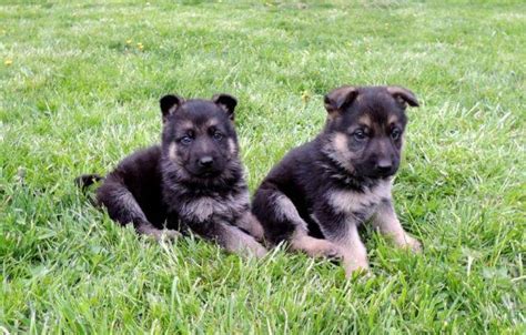 I have a litter of eight german shep puppies that will be ready to go christmas eve. Pure Breed, 10 weeks old, AKC German Shepherd puppies for ...