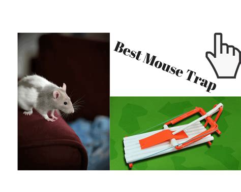 Best Mouse Trap Reviews Roach Expert Best Roach Killer Tips For