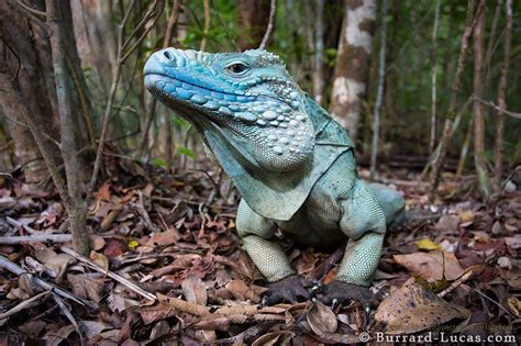 Blue Baby Godzilla The Rare Blue Iguana Cyclura Lewisi Cayman