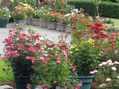 Mini Roses In Containers Cottage Flowers Pinterest