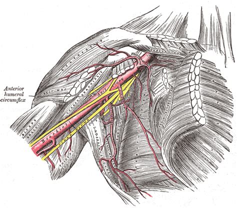 The anatomical areas found on the upper limb can serve as key landmarks to help us find important anatomical structures such as finding one of the superficial this vein, as well as the deep veins, act as counterparts to the arteries supplying the arm by bringing deoxygenated blood back to the heart. Vascular Anatomy of the Shoulder