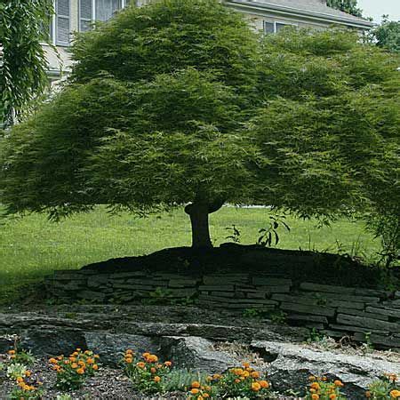 Garden » plants » shrubs & trees » japanese maples: Trees for Small Yards | Small trees, Spring flowering ...