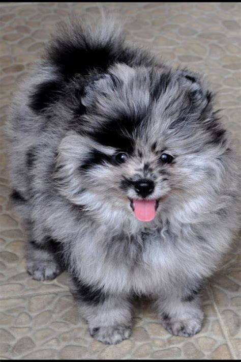 Merle Pomeranian Puppies For Sale Pets Lovers