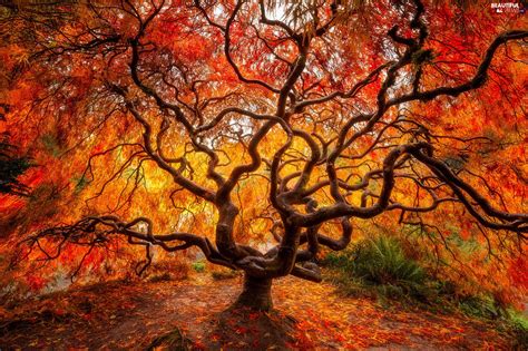 Many believe it has the best fall foliage of any maple species, huge, deeply incised, ferny leaves that turn a fiery orange and yellow in autumn. autumn, Japanese Maple, Leaf, trees - Beautiful views ...
