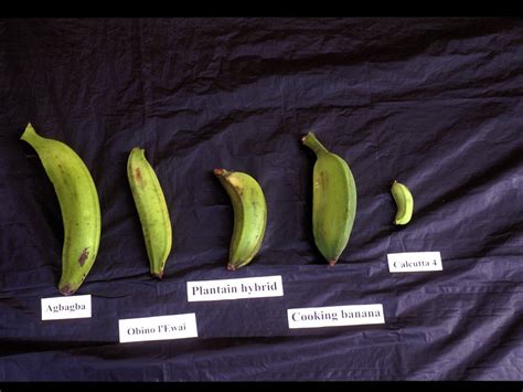 Different Varieties Of Banana Different Varieties Of Banan Flickr