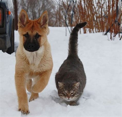 Take into account the wind strength. Like Cat and Dog, Not | English Russia