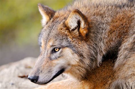 Tons of awesome wolf wallpapers 1920x1080 to download for free. nature, Animals, Wolf Wallpapers HD / Desktop and Mobile ...