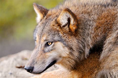 You can see a sample here. nature, Animals, Wolf Wallpapers HD / Desktop and Mobile Backgrounds