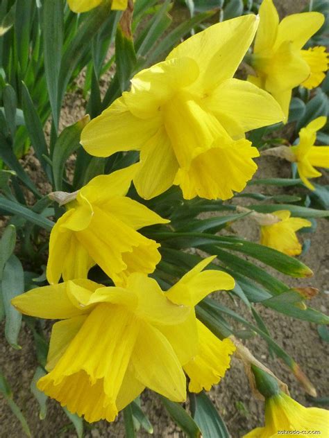 Narcis Arkle Narcissus X Hybridus Zahrada