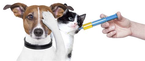 Maybe you would like to learn more about one of these? What Vaccinations Does my Dog & Cat Need? | Blog | PetCloud