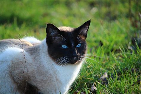 Top 10 Siamese Cats Pictures Amo