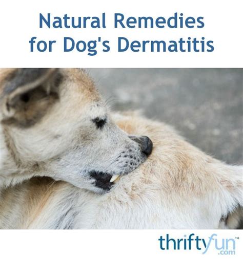 Natural Remedies For Dogs Dermatitis Remedies Natural Flea Remedies