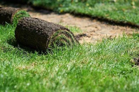 Finally, we put down a double application of milorganite, an organic nitrogen fertilizer made from sewage (milorganite, 260 w. Laying Sod Next to Existing Grass 7 Best Tips | Pepper's ...