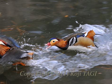 Bird Watching In Japan And Asia Birdwatching In Downtown