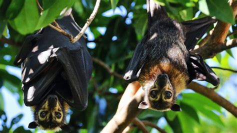 Spectacled Flying Fox Wildlife Preservation Society Of Queensland