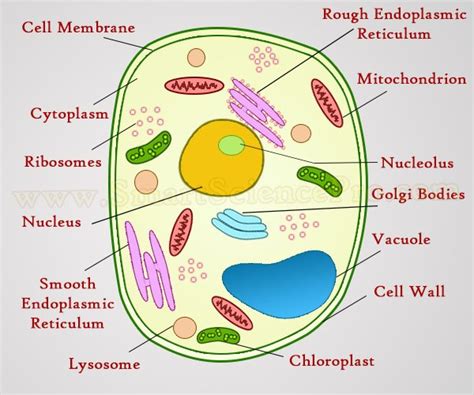 Labeled Plant And Animal Cells