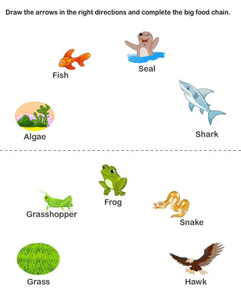 Kids Page Animal Food Chain Life Cycle Printable Biology Worksheet