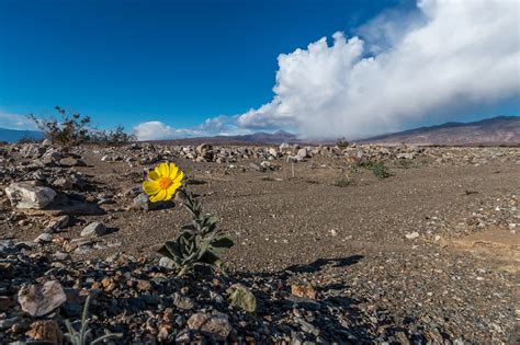 Death Valley Np Desert Gold Geraea Canescens Drought T Flickr