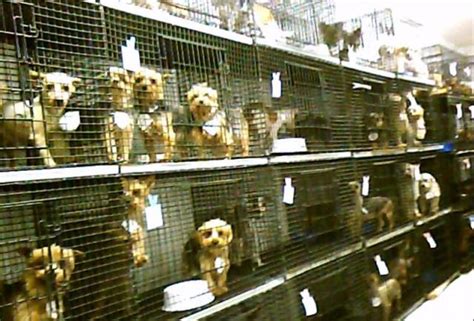 Victoria Prohíben La Venta De Animales En Las Tiendas De Mascotas