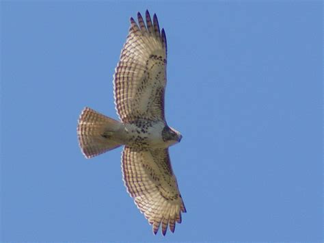 Se Texas Birding And Wildlife Watching Anahuac Red Tailed Hawks