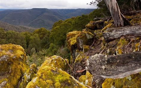 Barrington Tops National Park New South Wales Australian Geographic