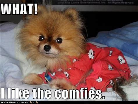 16 Hilarious Pomeranian Memes That Will Keep You Laughing For Hours