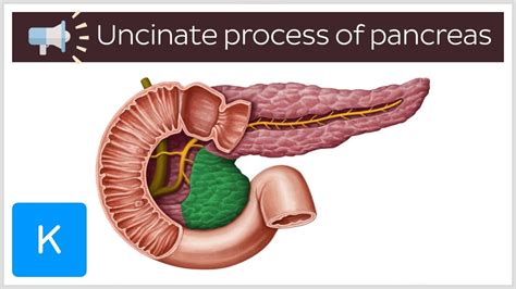 Uncinate Process Of Pancreas Anatomical Terms Pronunciation By Kenhub