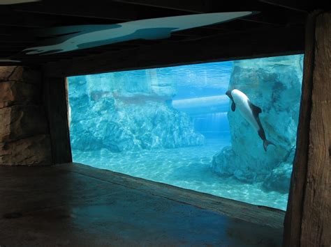 Aquatica Dolphin Plunge Commersons Dolphin Exhibit Underwater