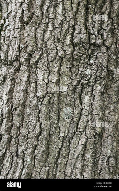 Image Of Large Mature Oak Tree Bark With Some Moss Stock Photo Alamy