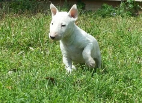 3 puppies re looking for new home. Stunning Bull Terrier Puppies for Sale in Salem, Oregon Classified | AmericanListed.com