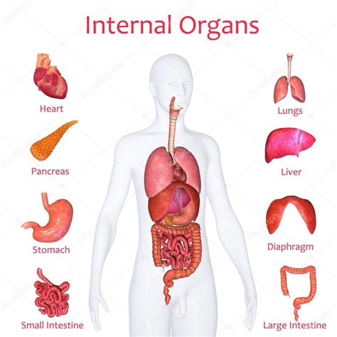 Menselijk Lichaam Afbeelding Organen