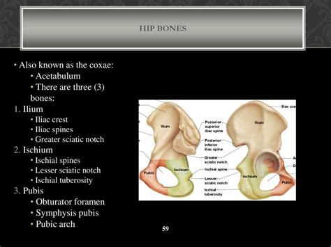Bone Classification Online Presentation