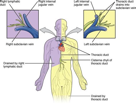Which Lymphatic Vessels Drain Into The Thoracic Duct Best Drain