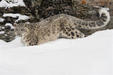 Snow Leopards Have The Longest Tails Of All The Big Cats