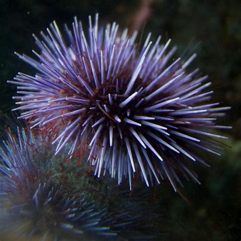 Sea Urchin 2 Ocean Creatures Sea Urchin Sea Urchin Spines