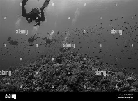 Diving The Red Sea Stock Photo Alamy