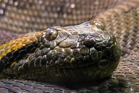 58 Curiosidades De La Anaconda La Serpiente Más Grande Del Mundo