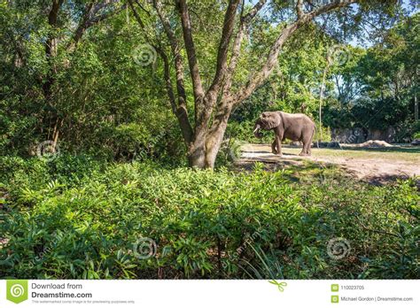 Kilimanjaro Safaris at Animal Kingdom at Walt Disney World Editorial