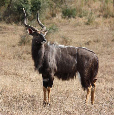 Nyala Facts History Useful Information And Amazing Pictures