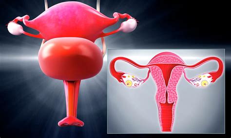 Female Reproductive System Photograph By Pixologicstudio Science Photo Library Fine Art
