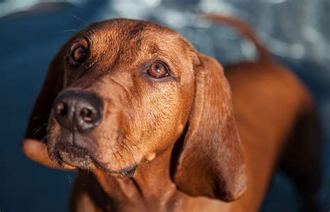 redbone coonhound dogs  collection