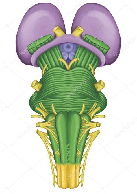 Brainstem Brain Stem Ventral View Adjoining And Structurally Continuous With The Spinal Cord