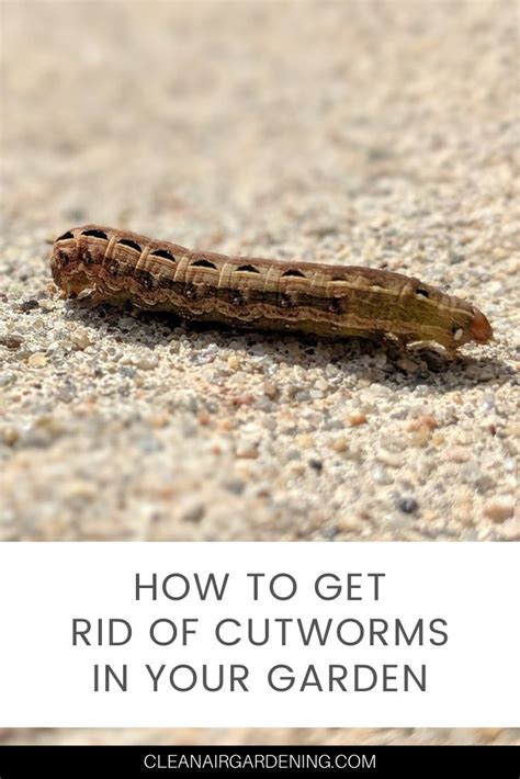 Cutworm With Text Overlay How To Get Rid Of Cutworms In Your Garden Air