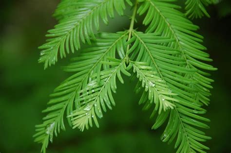 Dawn Redwood Facts Habitat Growth Rate Lifespan Pictures